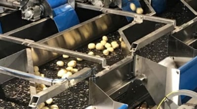 usine-pommes-de-terre-potato-plant